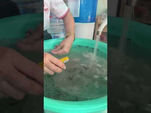 Công việc hằng ngày của các cô Tấm ngành Yến 🤣#birdnest #yenchungtuoi #yếnsào #yensaonguyenchat