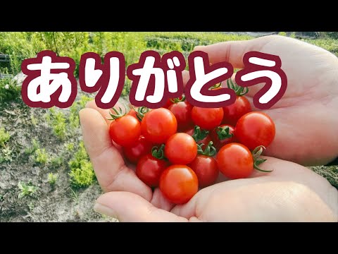 【ミニトマト】最終出荷ルーティーン2025/7/9
