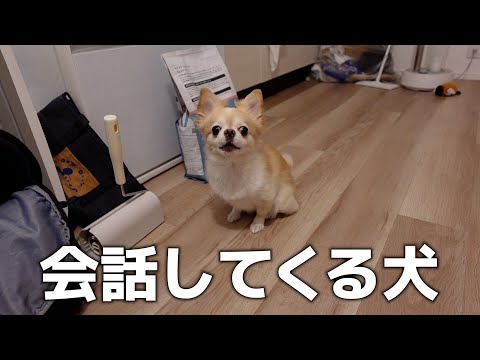 ごはん要求してくる犬、会話が成立してしまった件