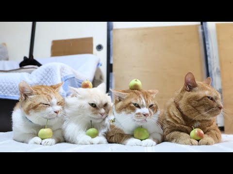 みにりんごのせ猫の魅力と癒しの瞬間を紹介 サムネイル