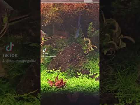 This tank needs a trim. Come hang out with me arou 
