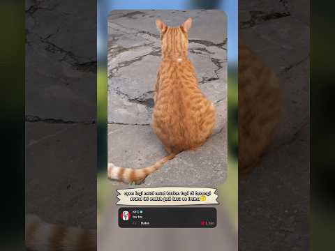 oyen lagi mual tapi kok kayak lagi pargoy🤔