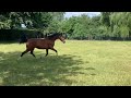 Kutschpferd Merrie jaarling tuigpaard