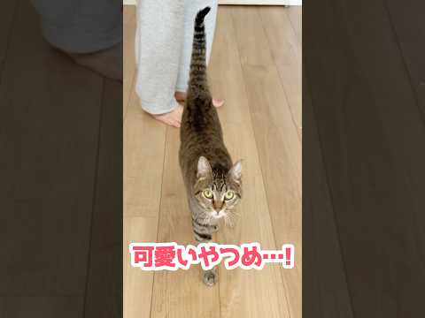 尻尾で感情ダダ漏れの猫ちゃん #保護猫 #猫のいる暮らし #shorts