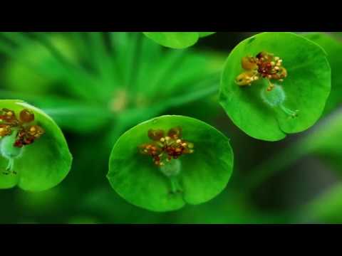 Marie Osmond - Until I Fall In Love Again ( w/ lyrics )