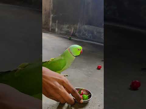 beautiful parrot 🦜 talking #funny #petbird #talkingparot #shortvideo #cuteparrot #reels #trending