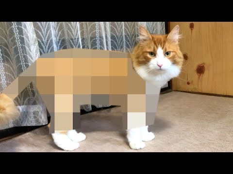 여름 더위 대책 때문에 체모를 자르다 고양이.