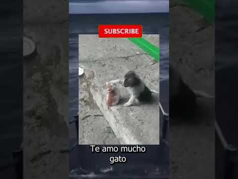 Reacción a videos graciosos l Reacción mexicano 26 #meez9  #meezjuegos