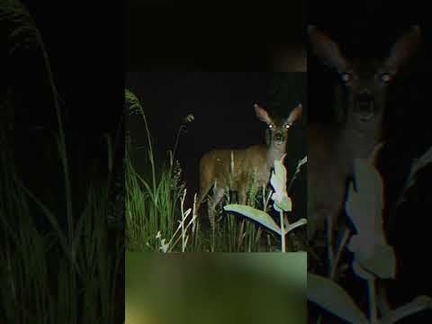SKINWALKER DISGUISED AS ANIMALS ☢️| xxxtentaction #viral #ytshorts
