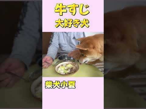 牛すじ大好き犬 #神戸#shiba #shiba  #癒し