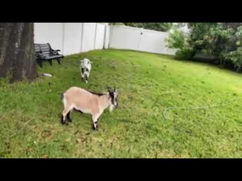 The #Goats arrive at the house for #hurricaneian #hurricane #florida #TheBubbaArmy