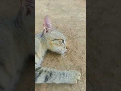 cat video #kittycat #pets #catinstagram #instacats #catsofig #memes #pet #catsoftheday #caturday