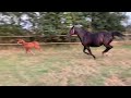 Springpaard Aansprekend hengstveulen uit Nederlands Kampioen 1.60spr Highway M TN x Michael (1.55spr).