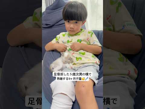 子猫可愛すぎるんだが…😍 #たれまゆちゃんねる #子猫 #猫のいる暮らし #猫