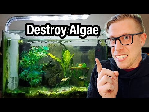 7 Tips to Remove Algae from Your Aquarium The most common reason for aquarium algae is excess amounts of lighting. It can also be caused by ha