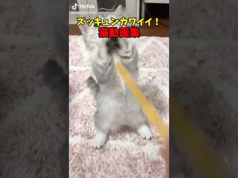 猫の動画サムネイル - ずきゅぅぅぅん！ #猫 #cat #cats #cute