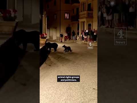 Outrage as mother bear shot dead while roaming streets of Italian town