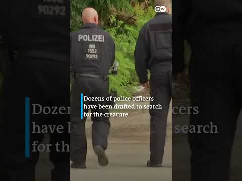 Berlin police hunt for suspected lioness on the loose | DW News
