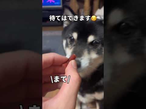 待てはできるのだ!(前回の動画の続き)