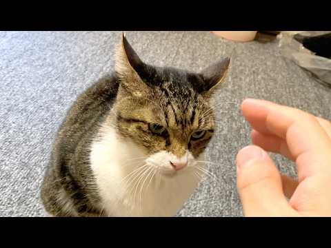 大嫌いな元飼い主が帰省して激怒している実家猫...