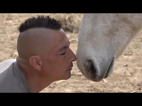 Meet the kind-hearted Serbian who devotes his life to rescuing horses