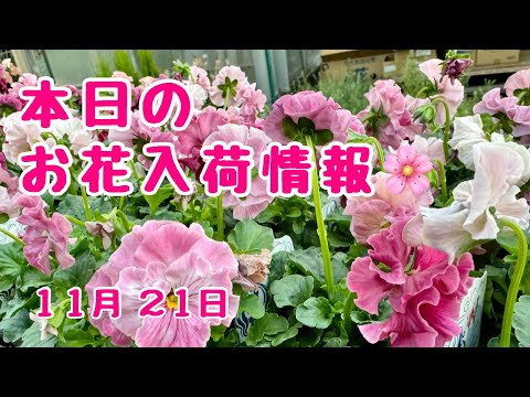 本日のお花入荷情報🌸