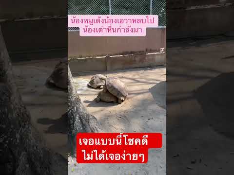 youtubeshortsเต่าหื่นสวนสัตว