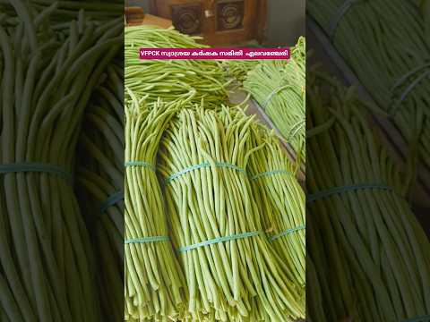 നാടൻ വിത്തിനത്തിലും 👌👌 വള്ളിപ്പയർ ..#shortsfeed #shortvideo #shorts #agriculturetips #vfpcksks