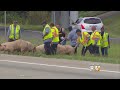 winie po wypadku ciarwki rozbiegy si po autostradzie