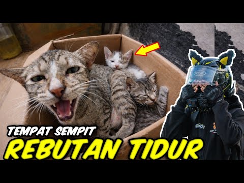 INDUK KUCING DAN ANAKNYA REBUTAN TEMPAT TIDUR SEMPIT
