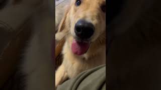 【日常】ここを通りたければ撫でてほしいゴールデンレトリバーのアカリちゃんの様子#goldenretreiver #ゴールデンレトリバー