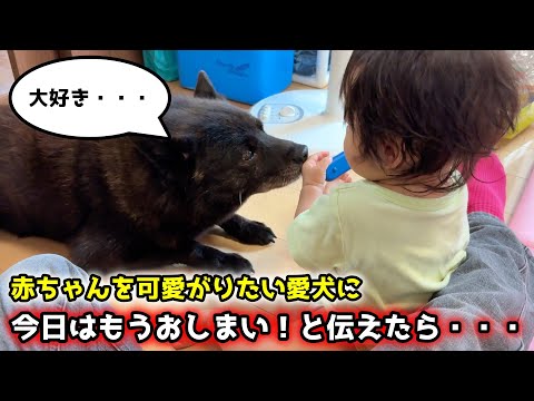 赤ちゃんのお世話がしたすぎて、甲斐犬がこうなりました