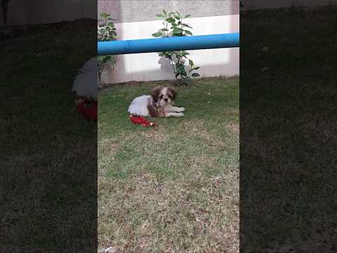 Oreo🐕#shorts #minivlog #viralvideo #viral #puppy #doglife #dogshorts #pets #shihtzu #ytshorts #yt