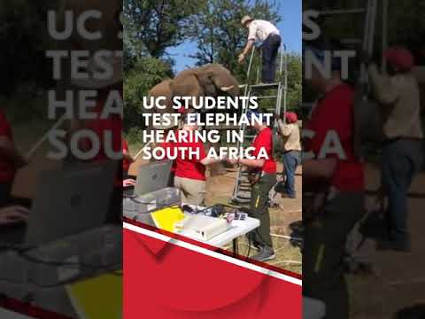 African elephant audiology testing performed by University of
Cincinnati research team