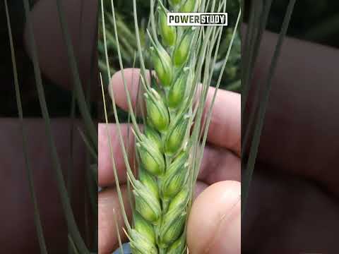 Wheat Microscopic View | Wheat in microscope | Fresh Wheat Farms Details | History of Wheat| Dicots