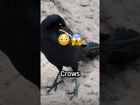 I bet you didn’t know this about Crows😱 #shorts