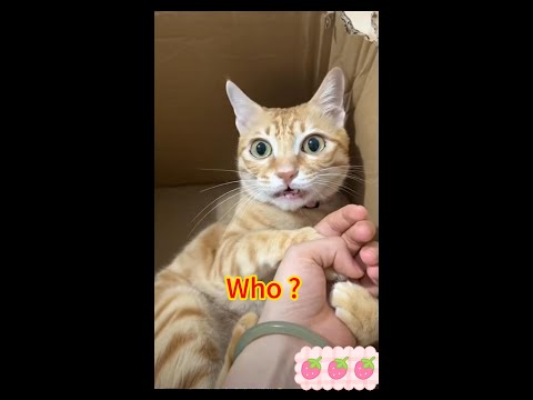 Who#cat #shorts #funny #cute