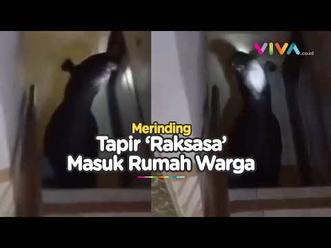 LANGKA! Seekor 'Tapir Raksaksa' Masuk Rumah hingga ke Lantai 2