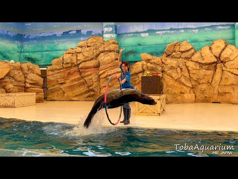 《鳥羽水族館》カリフォルニアアシカ「ナツ」がショーデビューしました!
