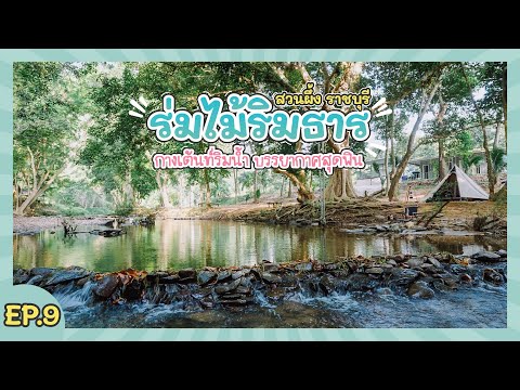 กางเต้นท์-ร่มไม้ริมธาร-สวนผึ้ง กางเต้นท์-ร่มไม้ริมธาร-สวนผึ้ง