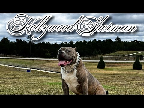 Hollywood Sherman open 4 lock-ins!🤯🤯