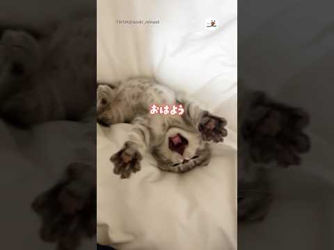 猫の動画サムネイル - 寝起きの子猫が可愛すぎる件💓｜PECO #shorts
