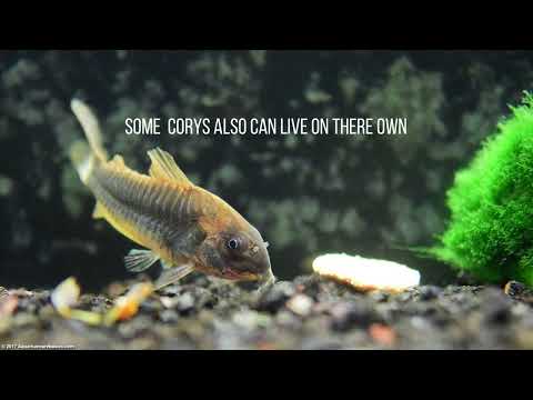 AllAbout Cory This video talks all Cory Catfish and trust us there's much to learn about this armored catfish.
#fi