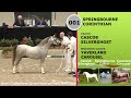 Dekhengst pony Welsh Mountain Stallion SPRINGBOURNE CORINTHIAN *2018 s. Cascob Silverghost d. Springbourne Celina