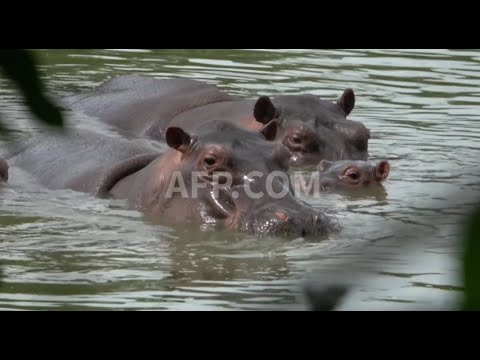 Colombia espera iniciar traslado de hipopótamos de Pablo Escobar a México e India este semestre