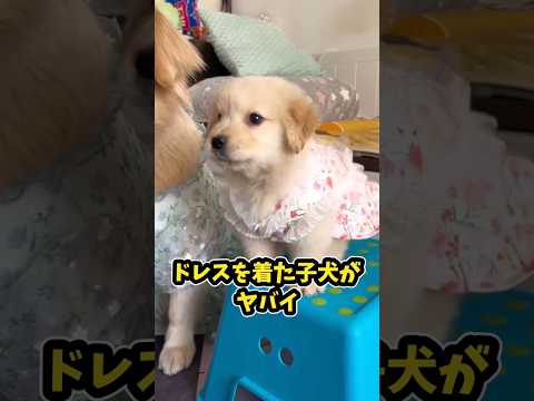 犬の動画サムネイル - 子犬さんの動画見て笑ったら寝ろwww #子犬 #笑える #子犬のいる生活 #子犬のいる暮らし