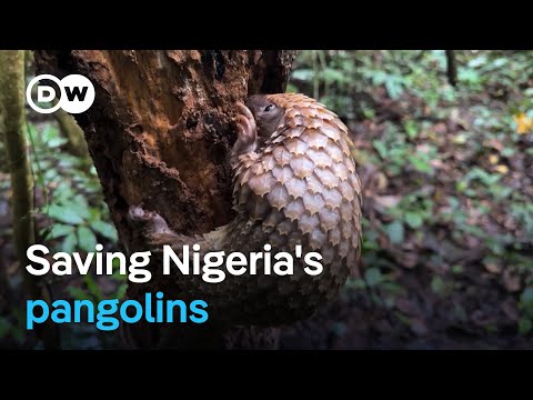 How Nigeria has become a model against pangolin trafficking | DW News