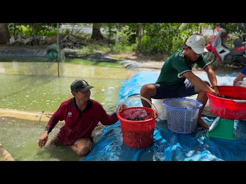 ĐỢT NÀY CHÚ 5 NUÔI CÁ TRÊ BÁN ĐI NHƯ VẦY hơn tấn rưỡi