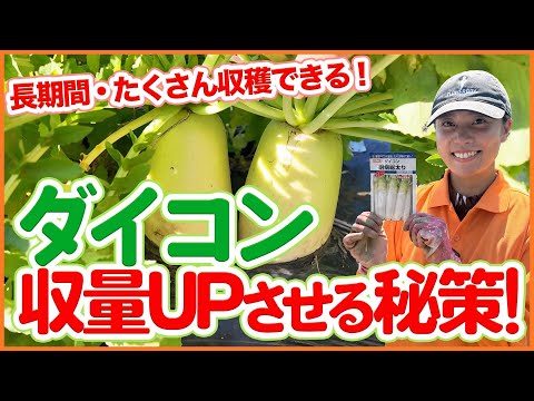 一箇所で大根を大量収穫！栽培時期をズラして長く収穫を楽しむ方法を徹底解説！【農園ライフ】