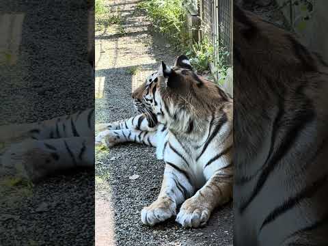 アムールトラのロアーくんとカサンドラさんの微笑ましい姿【大森山動物園2025年秋】 サムネイル